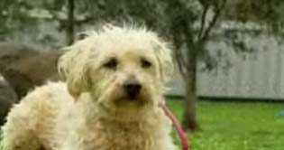 Lost dog Muffy found after nine years apart from owners